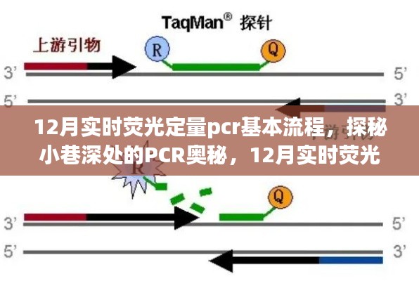 探秘小巷深处的PCR奥秘，揭秘十二月实时荧光定量PCR基本流程与独家体验
