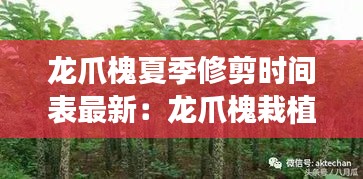 龙爪槐夏季修剪时间表最新：龙爪槐栽植要点 