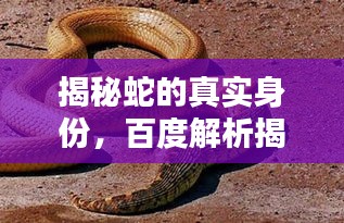 揭秘蛇的真实身份，百度解析揭示蛇是否有鳞甲真相
