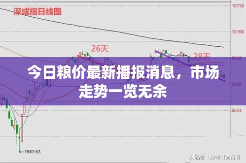 今日粮价最新播报消息，市场走势一览无余