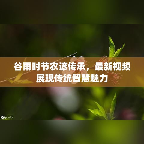 谷雨时节农谚传承，最新视频展现传统智慧魅力