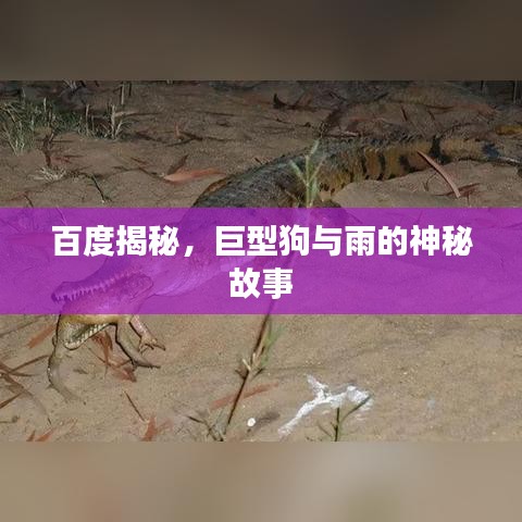 百度揭秘，巨型狗与雨的神秘故事