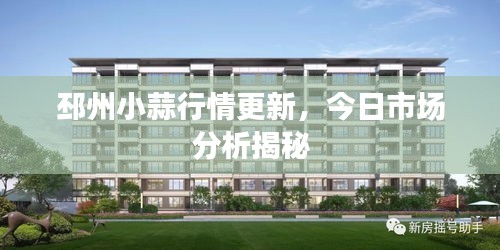 邳州小蒜行情更新，今日市场分析揭秘