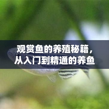 仙风道骨