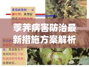 荸荠病害防治最新措施方案解析，有效应对病害，保障产量品质